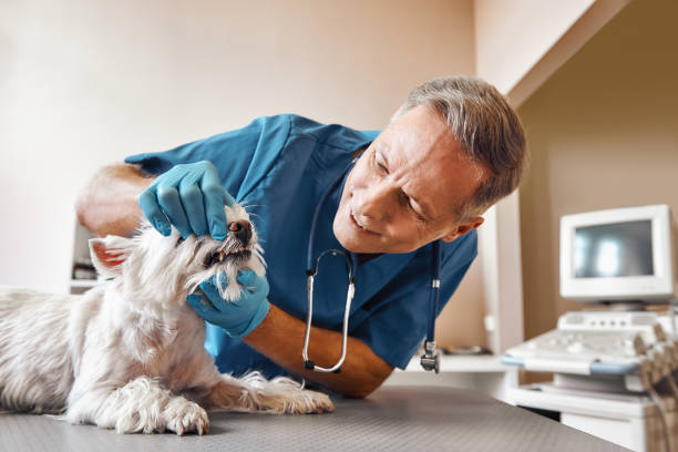 Best 24-Hour Emergency Dentist in Third Lake, IL